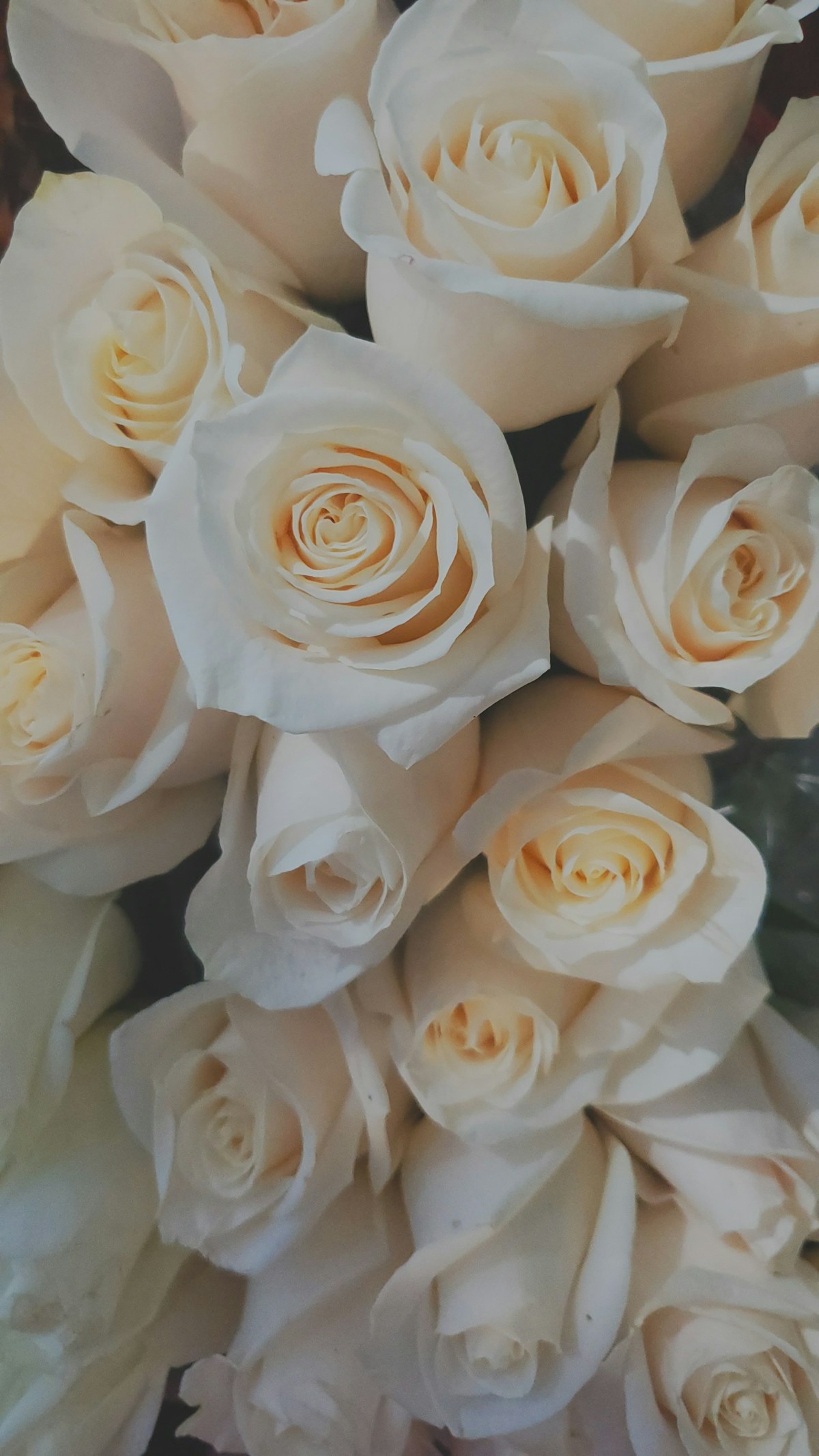 Bouquet of cream colored white roses